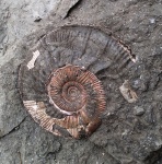 Binatisphinctes