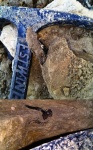Saivodus striatus