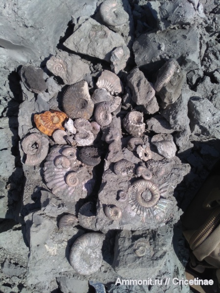 Kosmoceras, Cardioceras, Binatisphinctes, Erymnoceras, Brightia