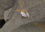 Poecilodus