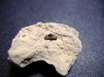 Mesodmodus