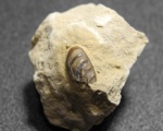 "Полбатона" зуба Poecilodus