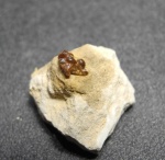 Stethacanthus
