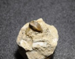Psephodus