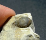 Psephodus