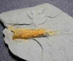Orthoceras