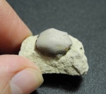 Psephodus