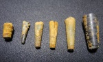 Orthoceras и Cycloceras
