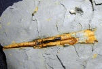 Orthoceras и Acanthodiformes