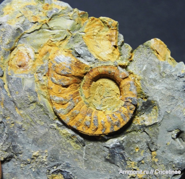 Nautilida, Catastroboceras