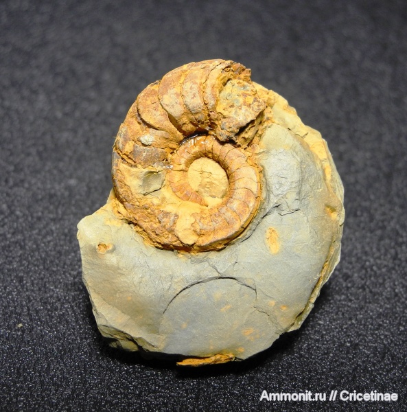 Nautilida, Catastroboceras