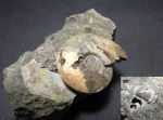 Garniericeras с гастроподой