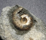 Garniericeras