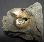 Garniericeras
