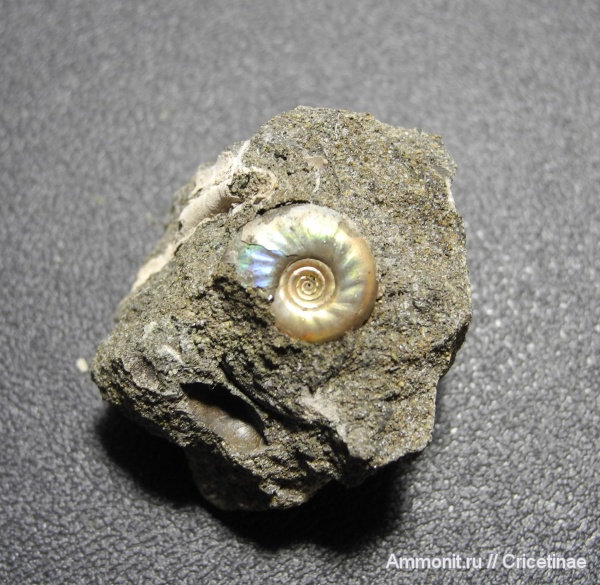 Garniericeras
