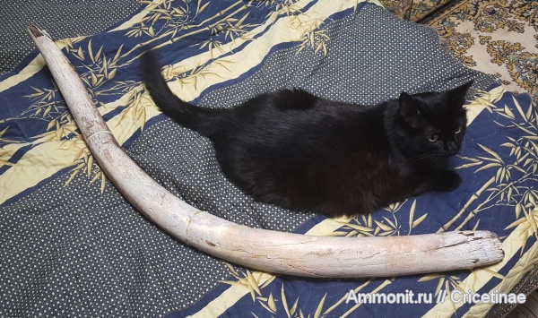 мамонты, бивни, кот