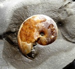 Aconeceras