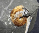 Aconeceras