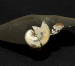 Aconeceras