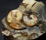 Aconeceras