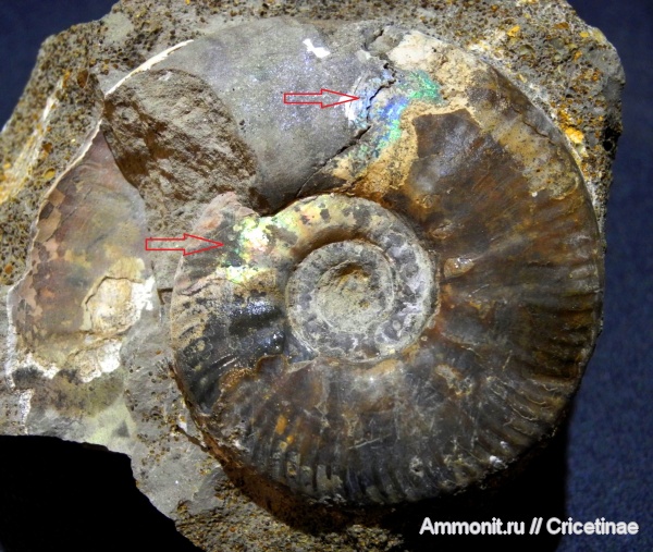 Indosphinctes mutatus, Indosphinctes