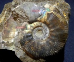 Indosphinctes mutatus