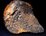 Chaetetes