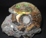 Крупный Craspedites okensis