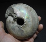 Cadochamoussetia surensis