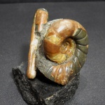 Ptychoceras и Eogaudryceras