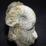 Novocadoceras homoeomorphum