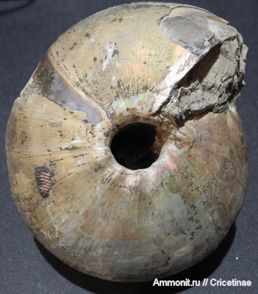 Cadochamoussetia, Cadoceratinae, Cardioceratidae, Cadochamoussetia surensis