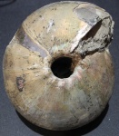 Cadochamoussetia surensis