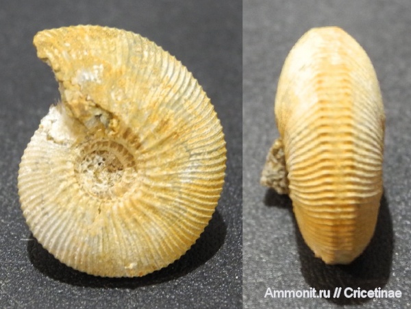 Sigaloceras, Sigaloceras calloviense