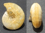 Sigaloceras calloviense