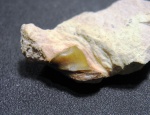 Deltoptychius