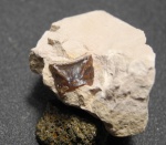Solenodus