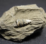 Cryptaulax protortilis