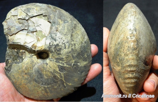 Chamoussetia, Cadochamoussetia, Cadoceratinae, Cardioceratidae, Cadochamoussetia uzhovkensis