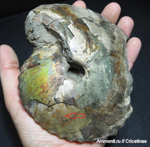 яйца, Cadochamoussetia, Cadoceratinae, Cardioceratidae, Cadochamoussetia uzhovkensis