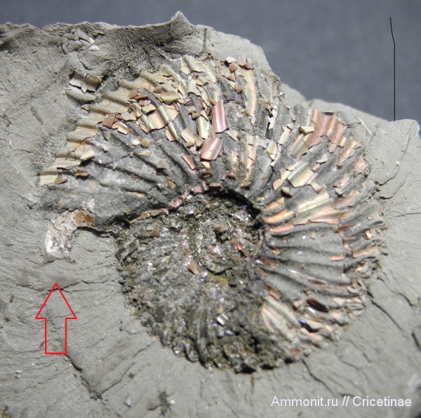 ушки, Cadoceratinae