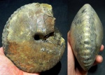 Cadochamoussetia uzhovkensis (по Гуляеву) или Chamoussetia (по Митте)