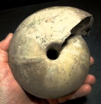 Cadochamoussetia subpatruus
