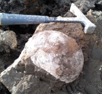 Cadoceratinae