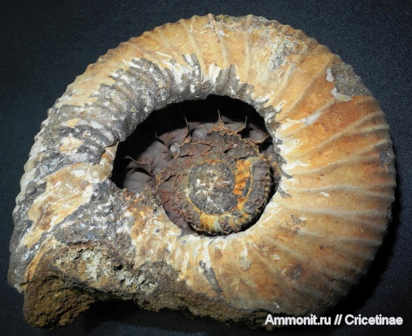 Epivirgatites