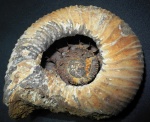Epivirgatites