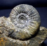 Grossouvria