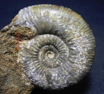 Ушастый Anaplanulites