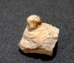 Deltodus concha