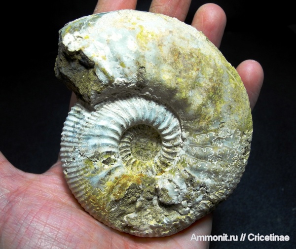 Kepplerites, Kepplerites galilaeii